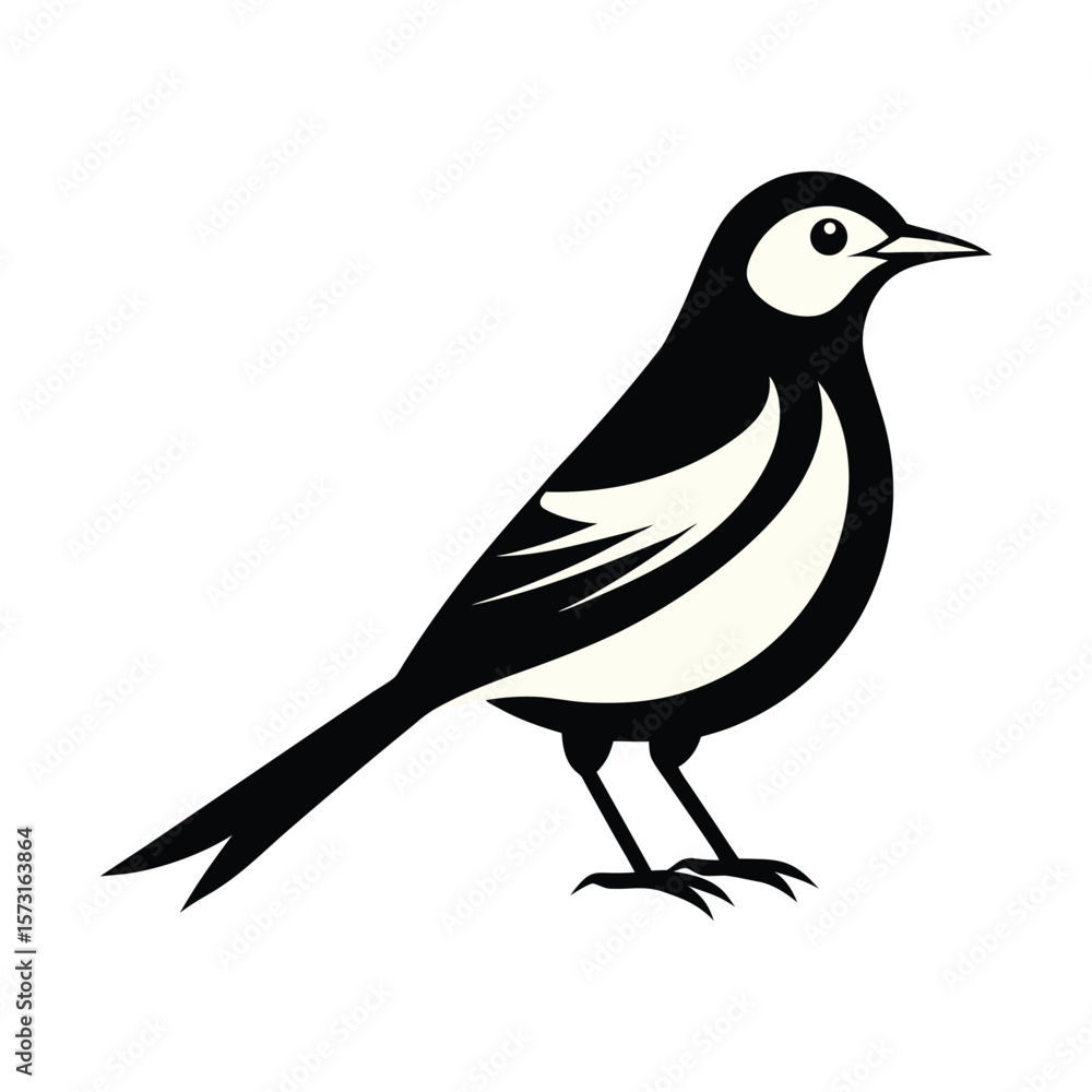 Fototapeta premium Elegant Black White Wagtail Bird Illustration Graphic