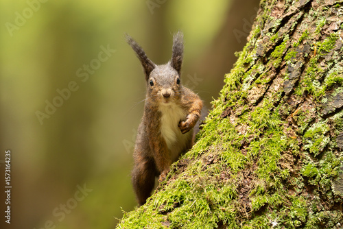 Eichhörnchen im Wald