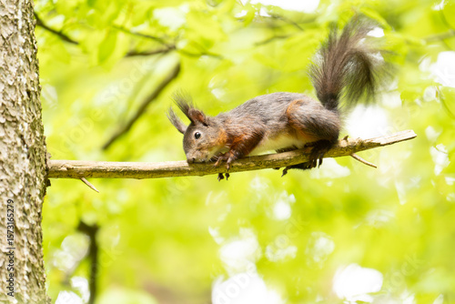 Eichhörnchen im Wald