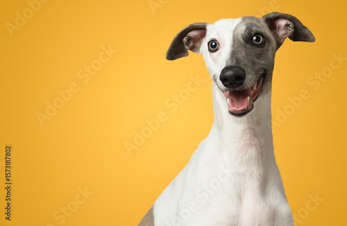 Greyhound happy dog smile isolated on yellow background