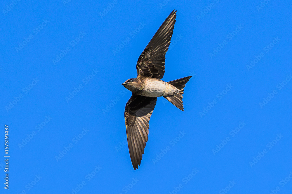 Obraz premium Adult Female Purple Martin in Flight Near Nesting Site – Sussex County, Delaware Wildlife