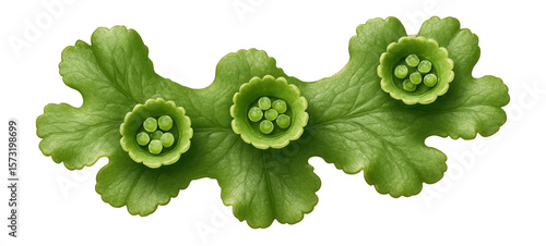 Liverwort thallus with gemmae cups containing gemmae