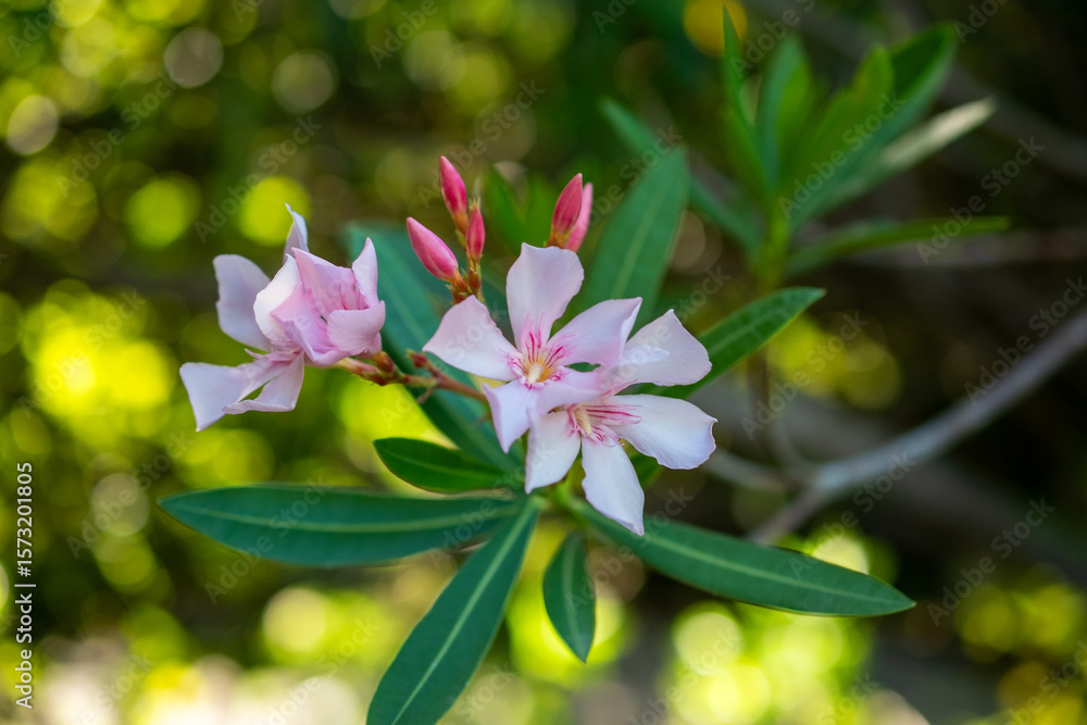 Obraz premium Pink oleander flowers on a tree in the garden, stock photo