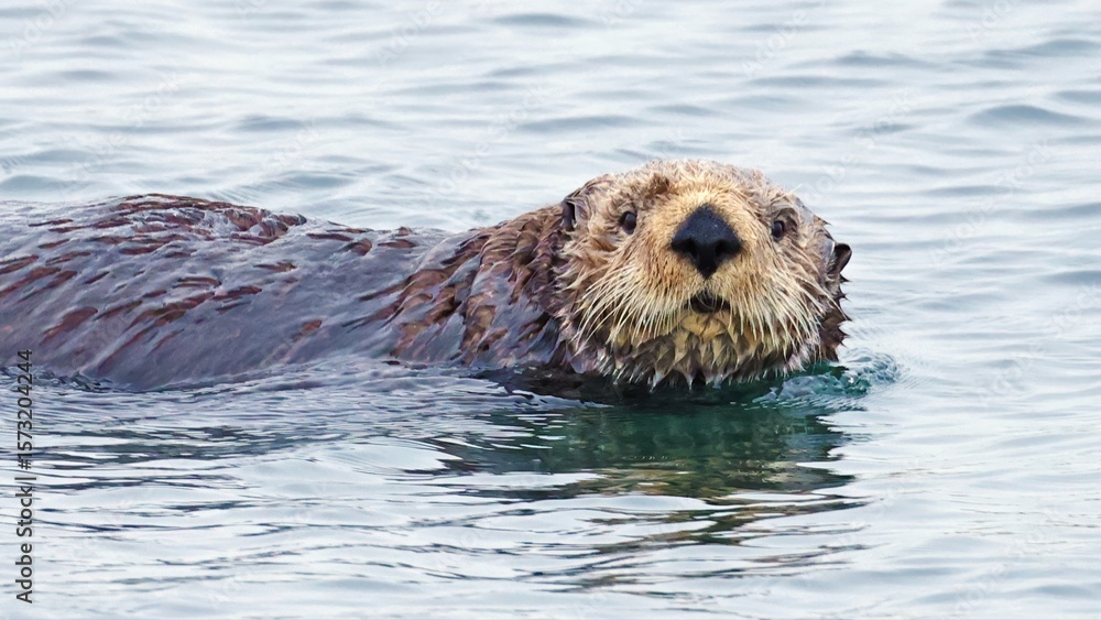Sea otter (Enhydra lutris) close up looking at you, Japan Sea otter (Enhydra lutris) close up looking at you, Japan