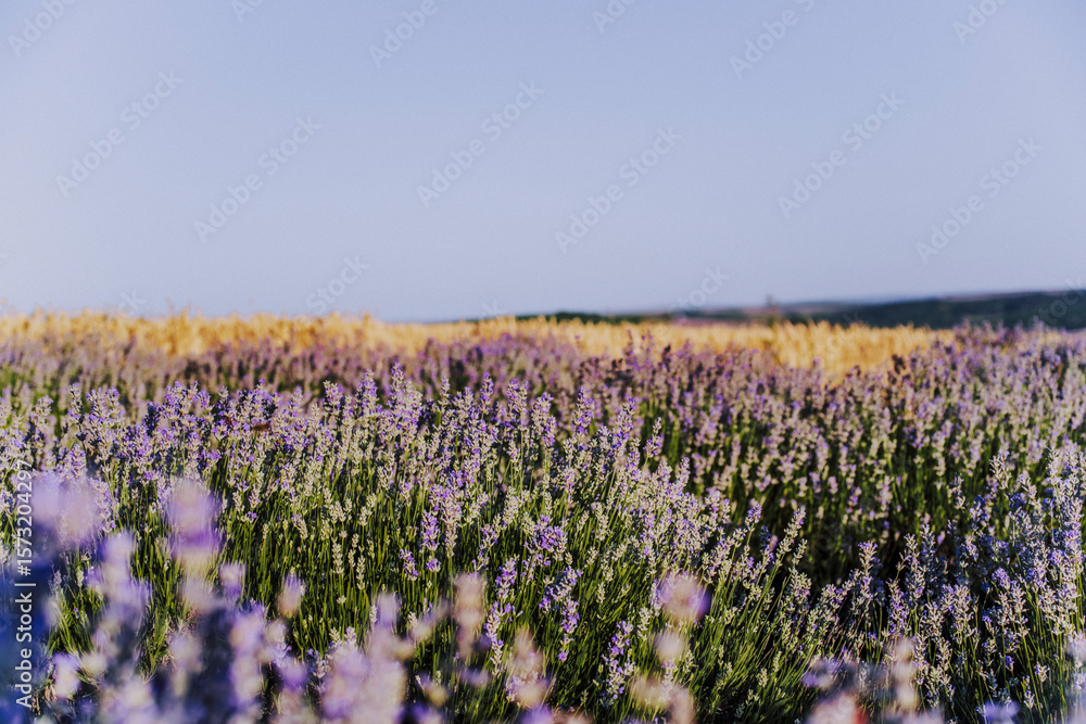 Naklejka premium Layered, textured landscape with lavender and wheat fields