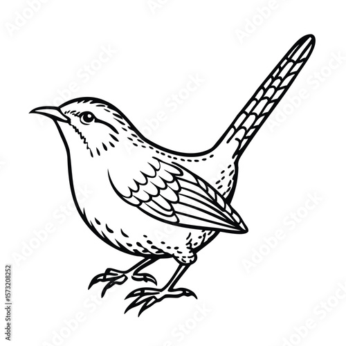 A wren bird with detailed feathers a long tail on animal wildlife