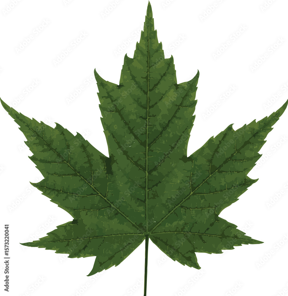 Fototapeta premium Maple leaf isolated on white background, PNG background leaf 