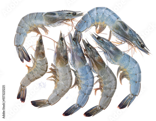 Raw Grey Shrimps with Ice Crystals and Tail Details – PNG Transparent