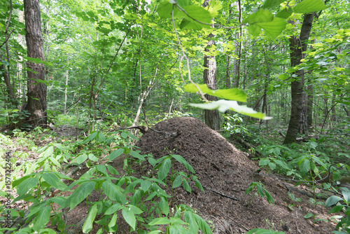 Ant Hill in Lush Forest