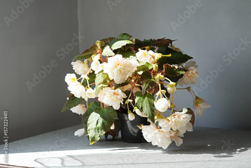 Flowering tuberous begonia Belina Vanilla in home interior close-up