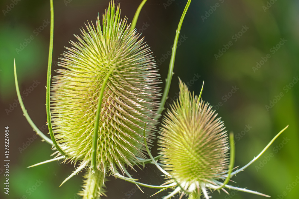 Wilde Karde mit Blütenkranz Wilde Karde mit Blütenkranz