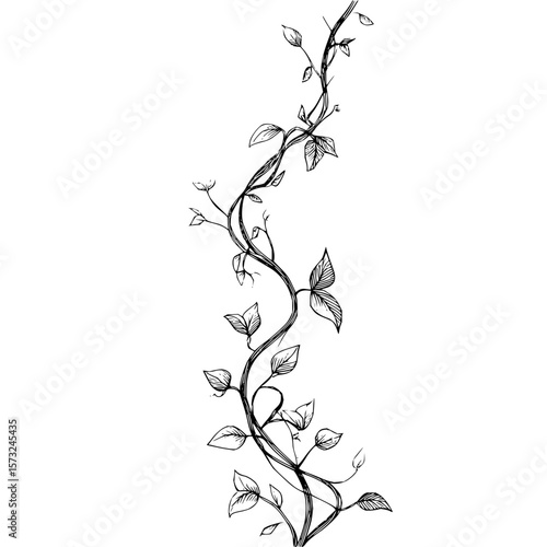 Detailed sketch of a climbing vine with leaves in black and white on a plain background design element