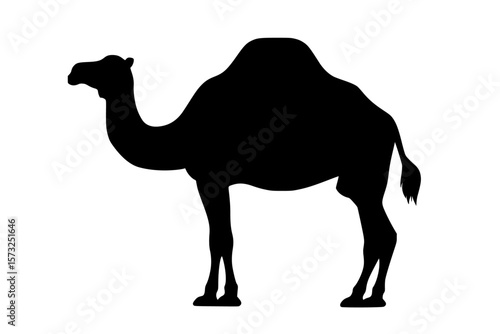 Camel