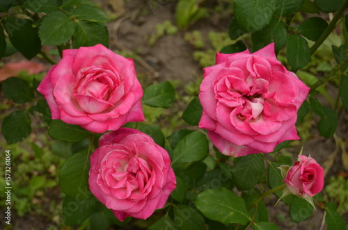 Wallpaper Mural pink roses in garden Torontodigital.ca