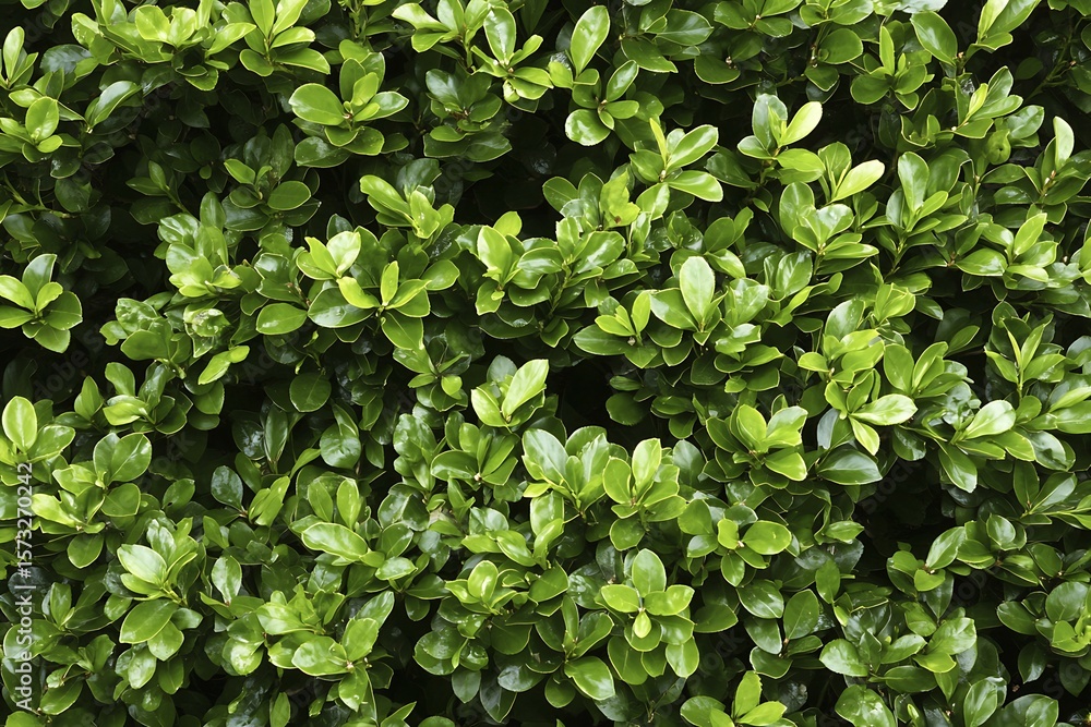 Obraz premium garden dense hedge of boxwood in a formal