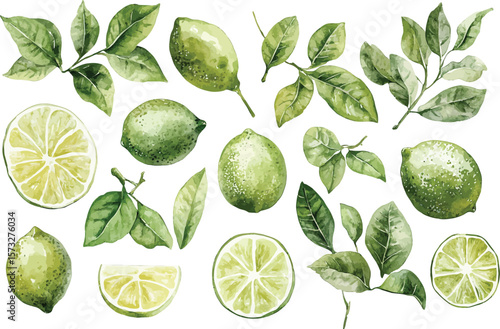 Fresh watercolor limes and foliage create a natural botanical arrangement on a transparent background