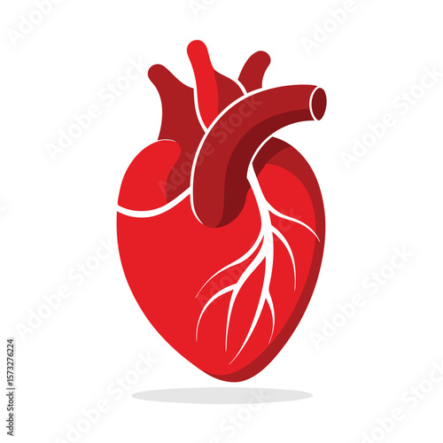Detailed heart representation features red coloring and fine white lines showing its structure over white