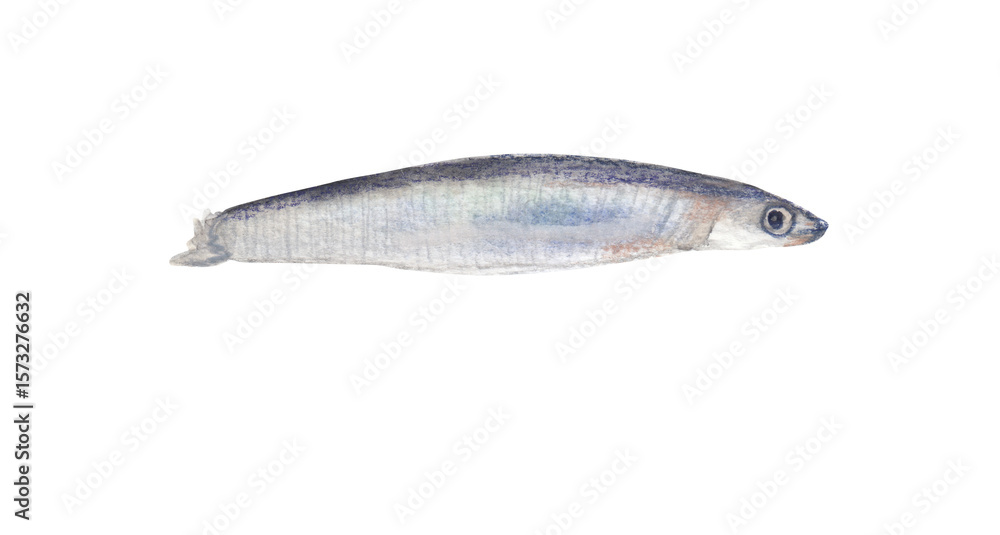 Fototapeta premium Anchovy handpainted illustration Seafood clipart PNG file with transparent background Perfect for use in menus, cookbooks, restaurant branding, posters, and food-related design