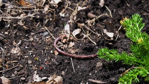 Worm moving in the soil