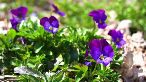 Small viola tricolor flowers growing in the grass