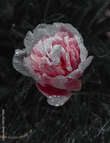 pink rose with dew drops