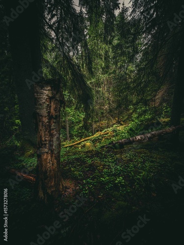 Swedish summer forest