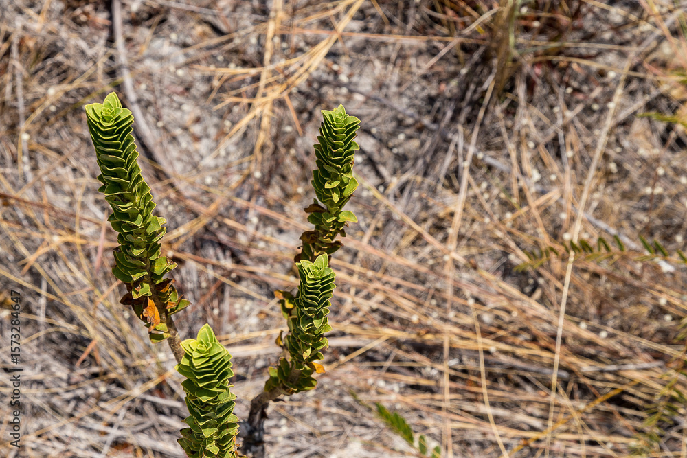 Fototapeta premium A plant growing up. 