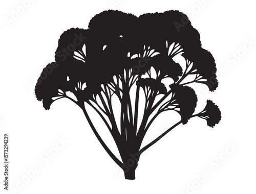 Coriandrum sativum in silhouette on white background