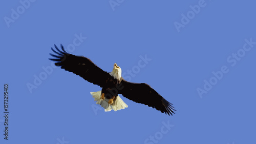 Low angle view of a Bald Eagle flying in the sky, Alaska, USA