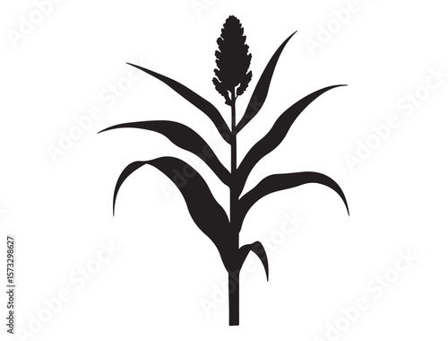 Sorghum vulgare plant Silhouette Vector Image
