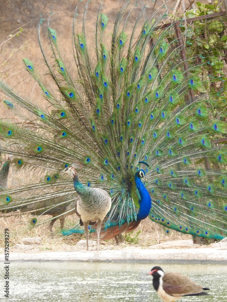 Obraz premium peacock with feathers