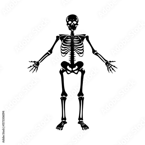 Full Human Skeleton Anatomy - Black & White Skull and Bones Medical Illustration for Halloween, Education, and Science

