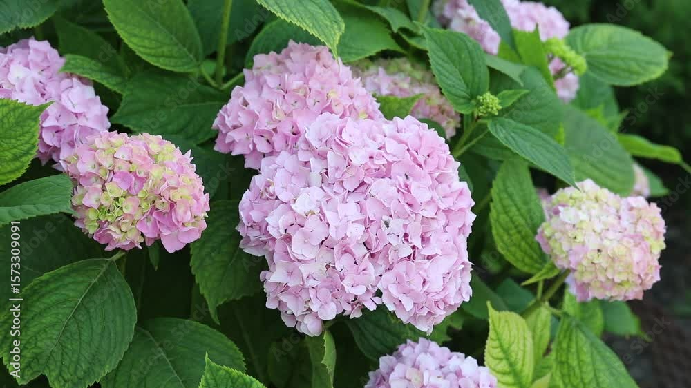Garden hydrangea 'hydrangea macrophylla' pink balls. Garden hydrangea 'hydrangea macrophylla' pink balls.
