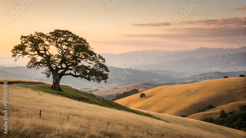 Solitary oak tree on golden rolling hills at sunset