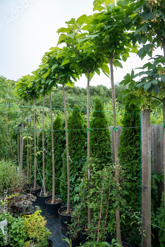 Round-shaped dwarf catalpa (Catalpa bignonioides 'Nana') arranged in a row in a garden center yard, neat and well-maintained setting.