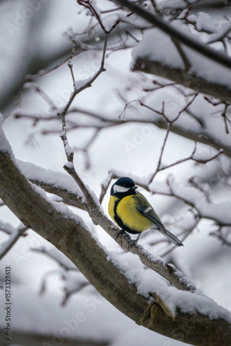 little cold beauty