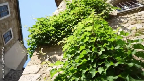 Stone building overgrown with greenery