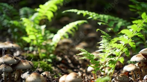 Forest fungi and ferns