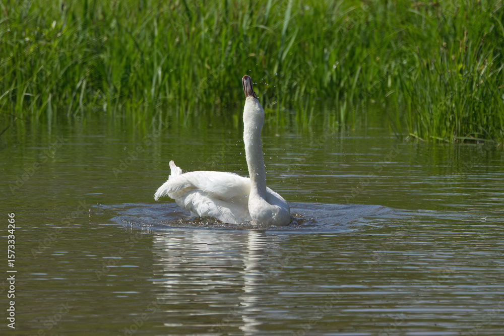 Obraz premium Mute swan with head up, shaking mute swan on the lake, swan with head in the sky, elegant cygnus in the pond, cygnus in the background reeds