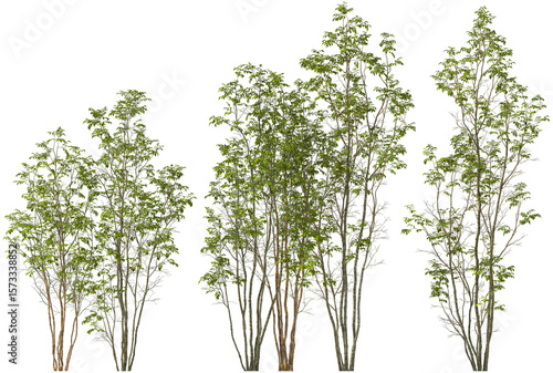hornbeam hq cutout trees arch viz plants