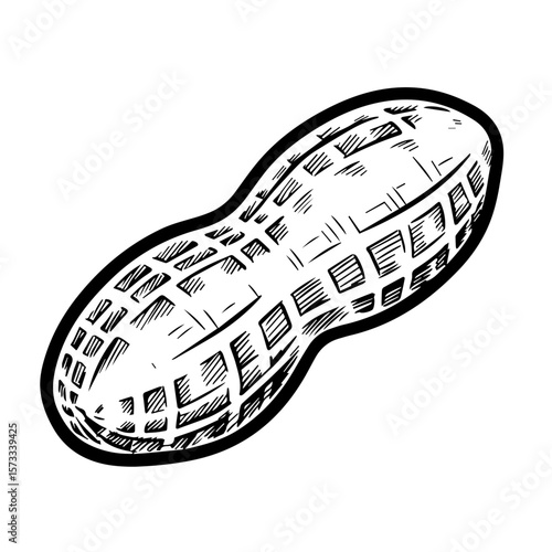 Single peanut in its shell offers simple food illustration for cooking blog. Fresh peanut, a healthy snack, shown in detailed drawing. Peanut illustration is great for restaurant ad campaign.