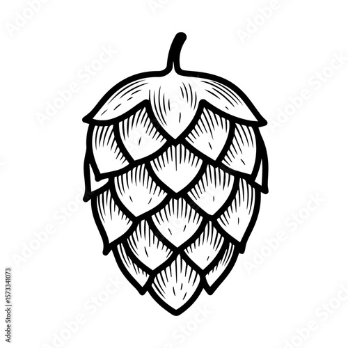 Hops illustration with engraved details for drawing, a digital design, and branding. Hops illustration is suitable for creating labels, menus, and promotional resources.