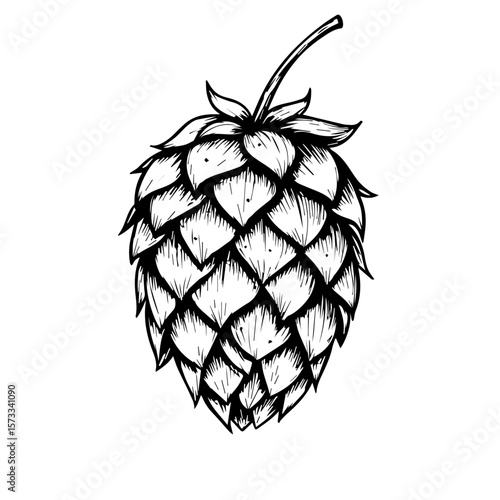 Depiction of a hop cone plant in detailed illustrative style, perfect for designs. Hop cone art enhances layouts with an earthy, botanical design. Emphasizing botanical design,