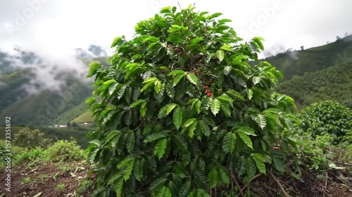 Coffee plant with berries on a hillside