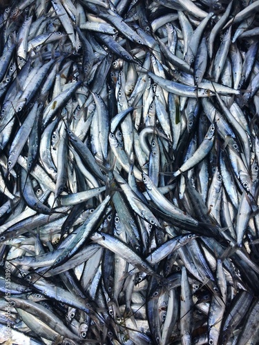 Small Silver Fish for Sale at a Market in St. Lucia – Fresh Caribbean Seafood Display
