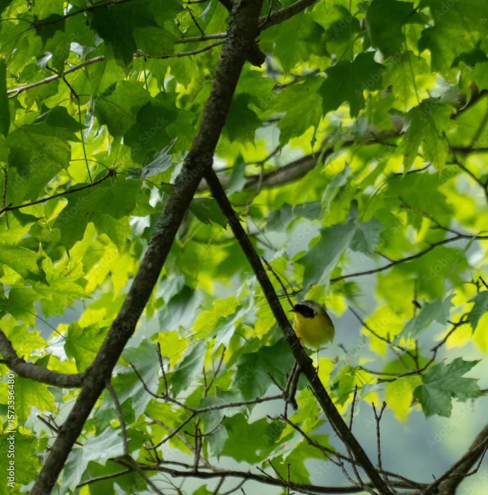 Fototapeta premium Common yellow throat hidden in a tree