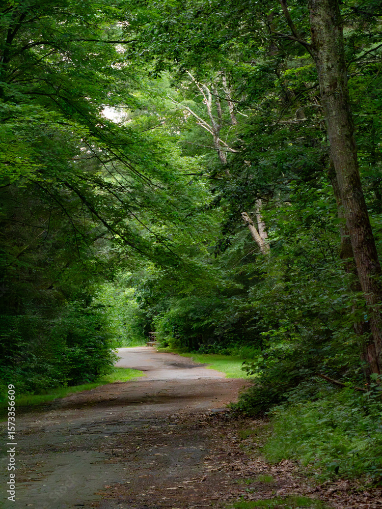 Fototapeta premium A walk through the dark woods