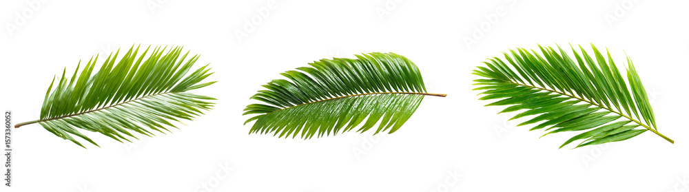 Fototapeta premium Tropical Palm Leaves Collection on Transparent Background