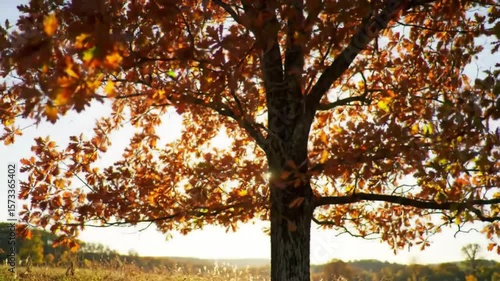 Autumnal oak tree in sunlight