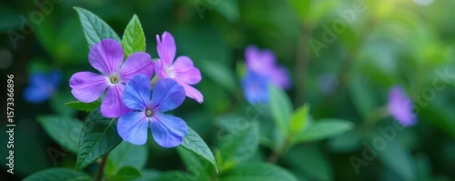 delicate purple and blue hues of forget-me-not flowers against a leafy background, natural, foliage
